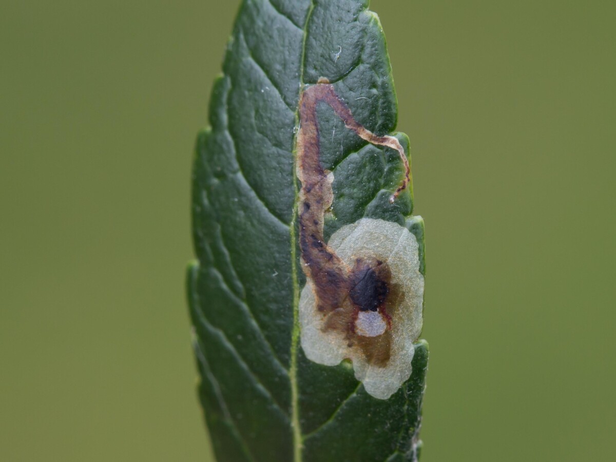 Leaf Miners Agromyzidae