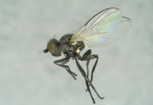 Agromyza abdita (dissected male)