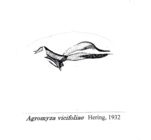 Agromyza vicifoliae phallus